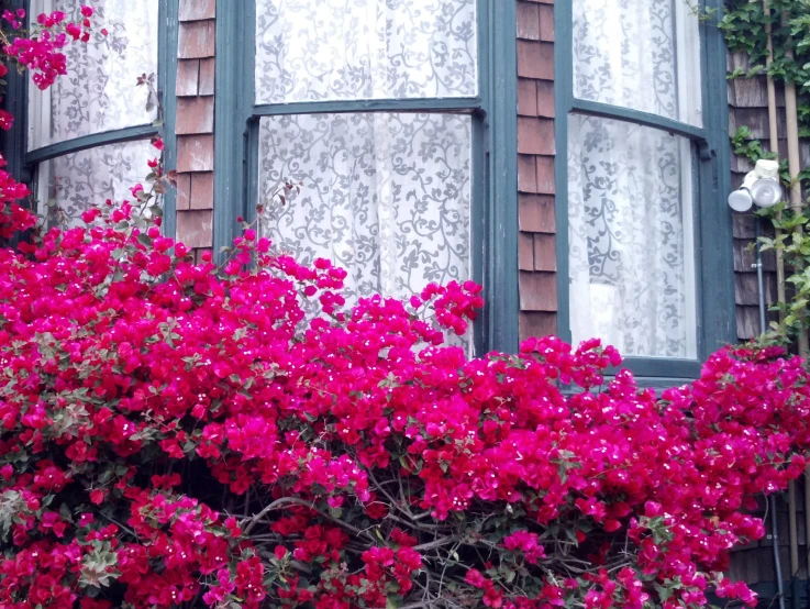 pink flowers grow on a window ledge of a building