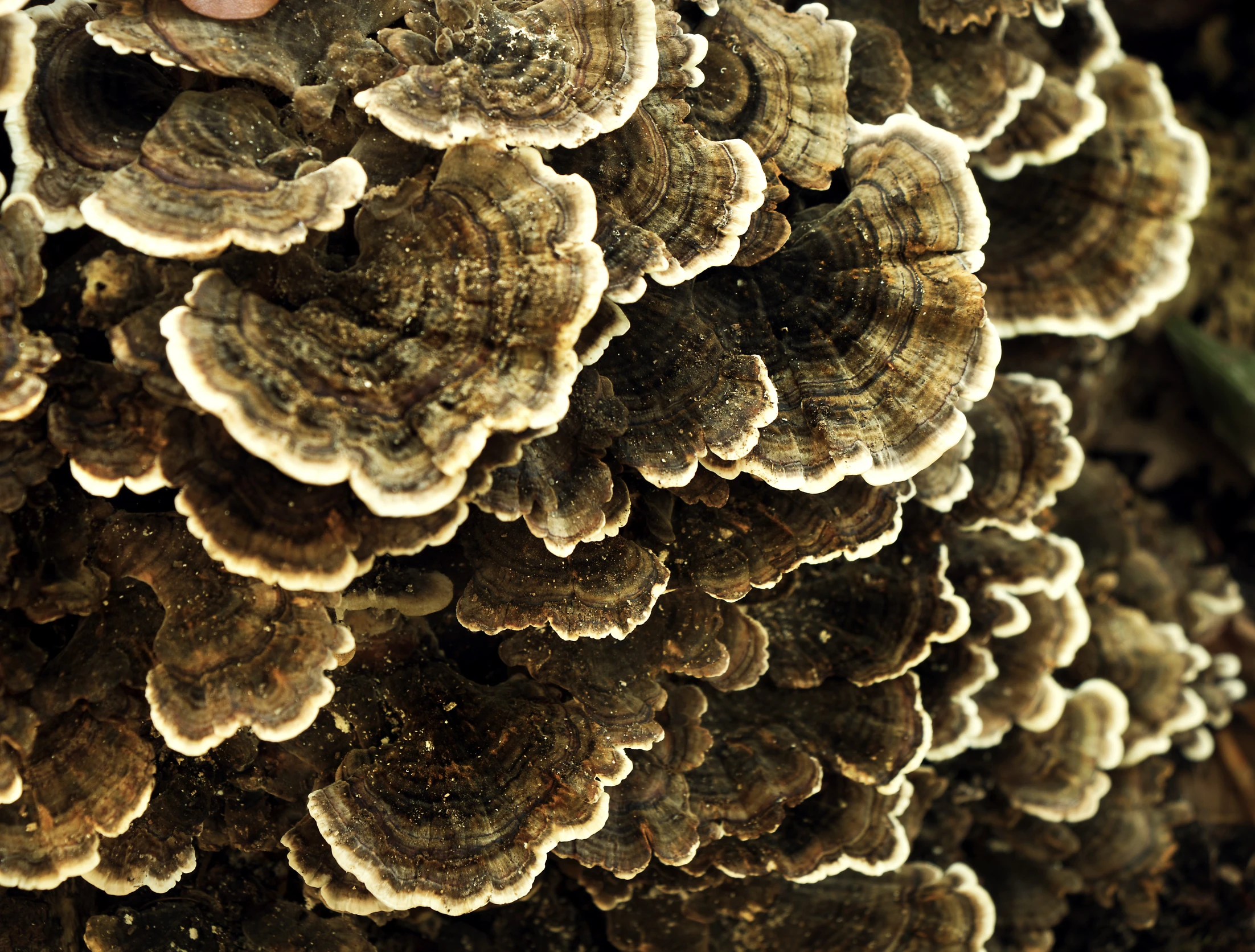 a bunch of mushrooms growing in a field