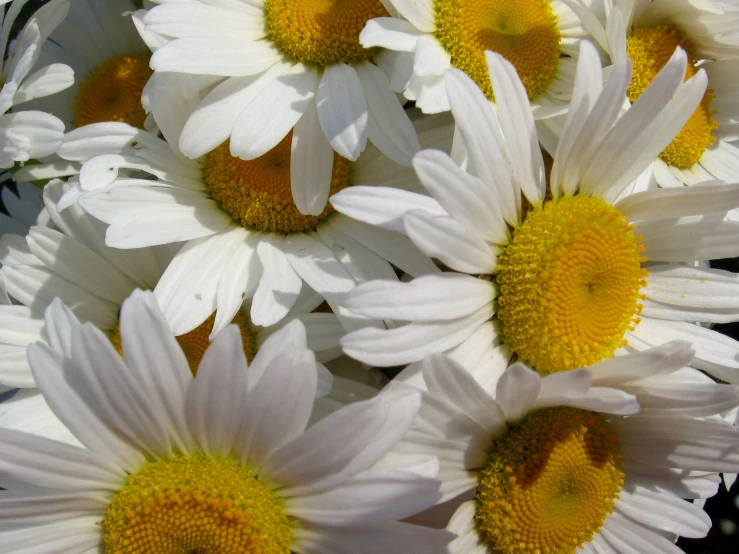 closeup of daisies that have bloomed in the sunshine