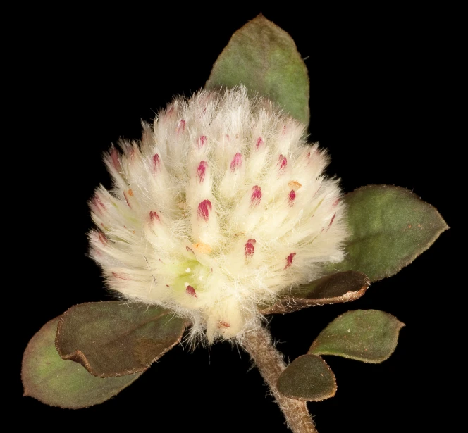 a white flower with several small spots on it's leaf