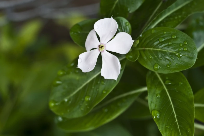 an image of a white flower with water drops