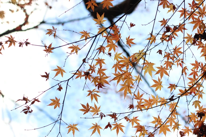 the nches of an oak tree with brown leaves