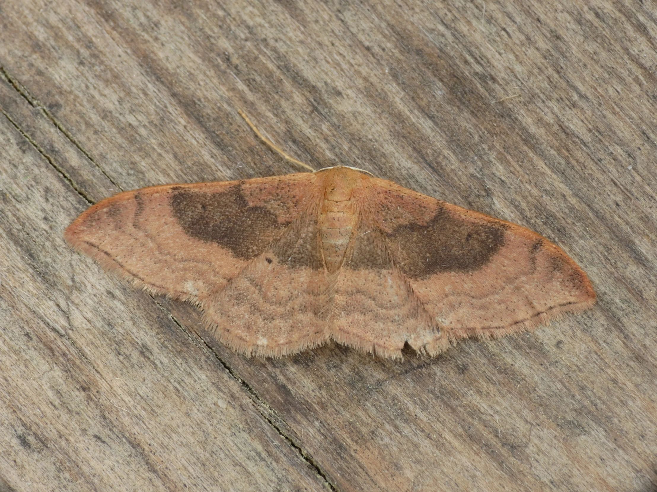 a brown moth on wood textured surface with grass