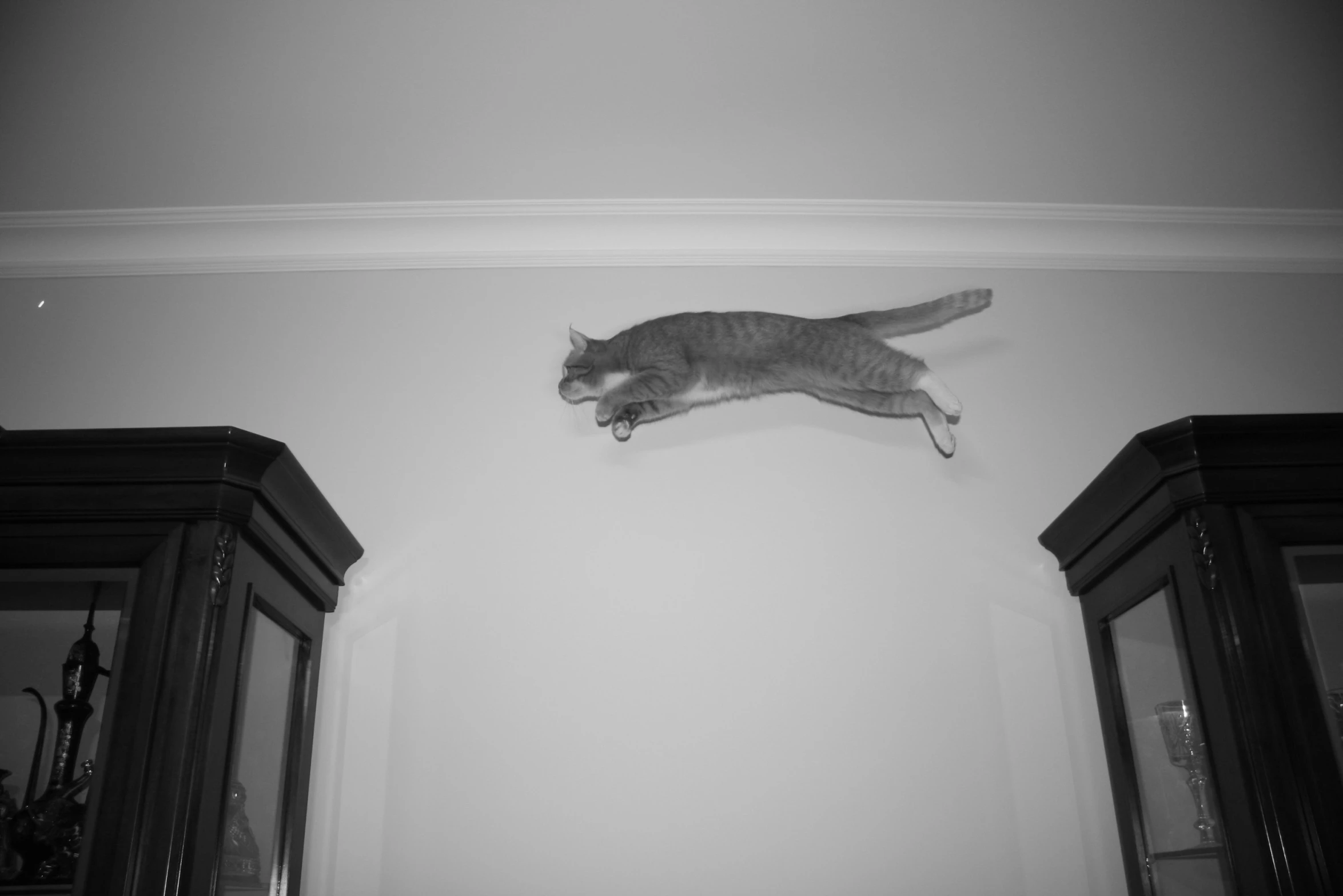 a cat jumping off the wall to the floor