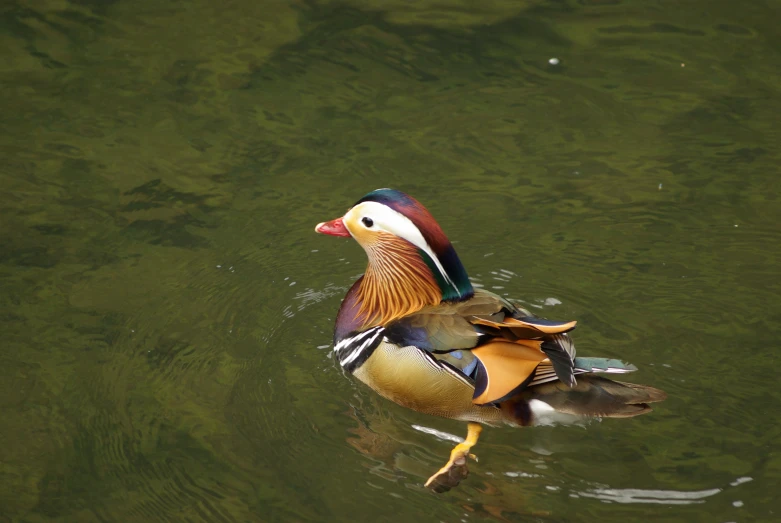 a duck with colorful feathers is floating in the water