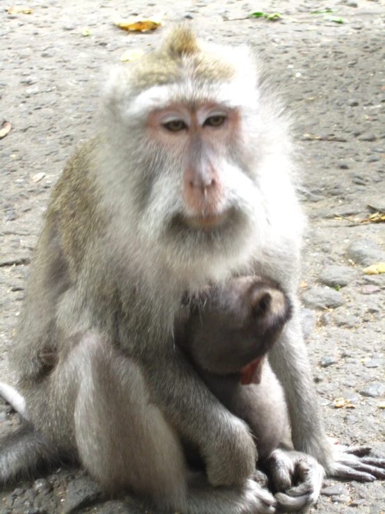 a small monkey sitting down next to another monkey