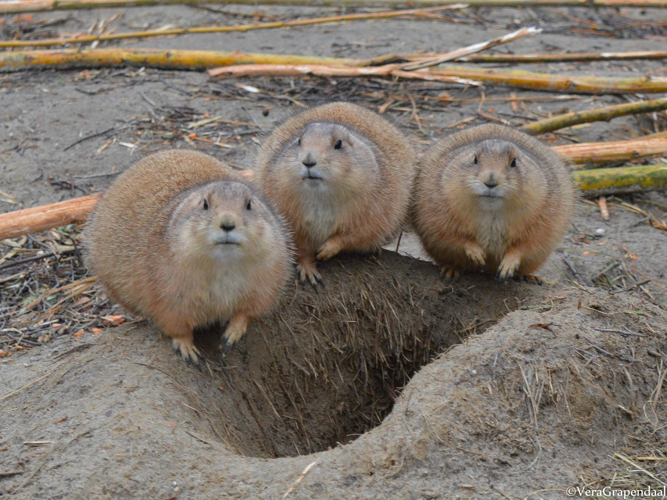 a group of three beavers stand on a mound