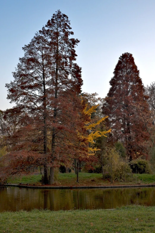 an image of autumn colors surrounding trees near water