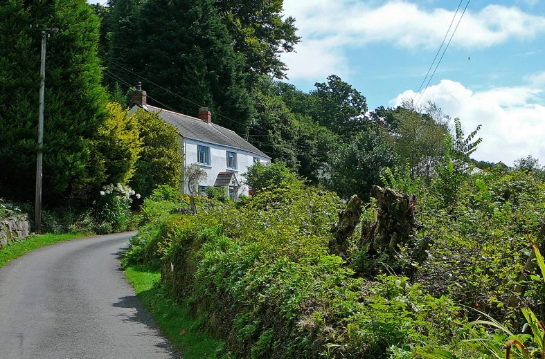 a road lined with bushes and a house