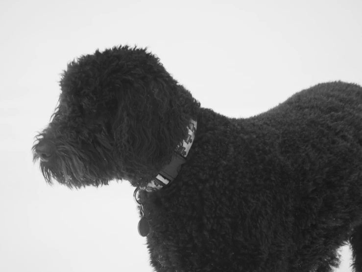 a black dog with a collar standing on white ground