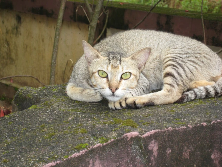 an adult tabby cat is lying on a rock