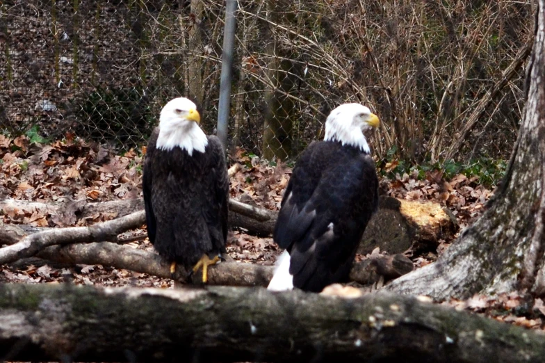 two eagles perched on the ground next to each other