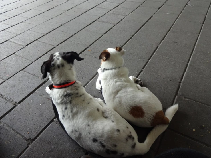 two dogs lying on its back on the sidewalk