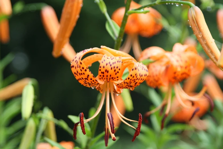 a group of orange flower sitting on top of grass