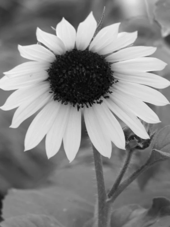 black and white sunflower, with a bee on the flower