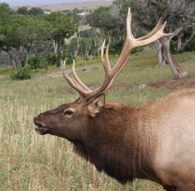 a large bull is standing in tall grass