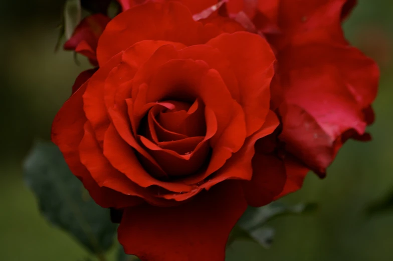 two red roses that are blooming in a vase