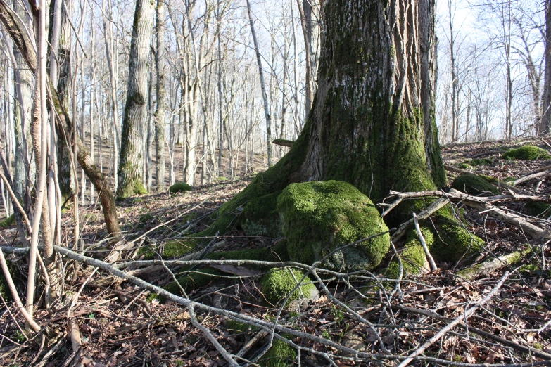 a moss covered mound near a bare forest