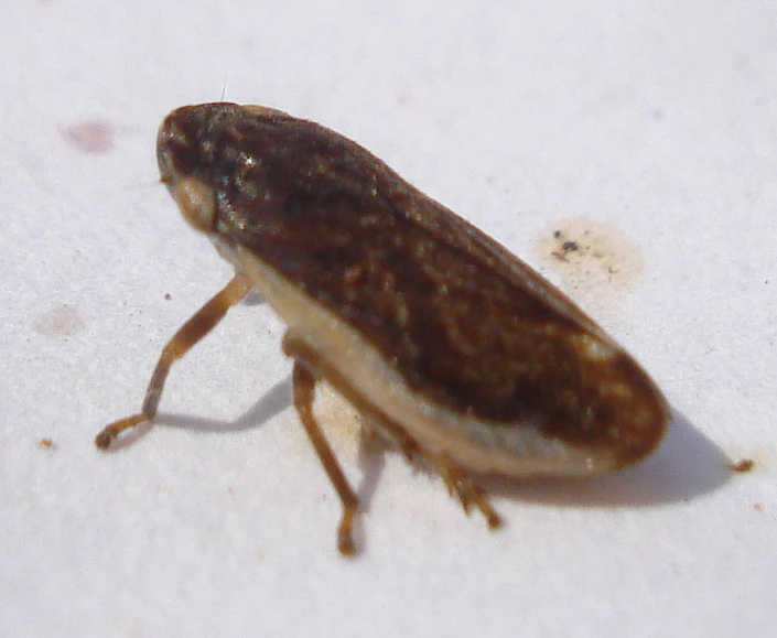 a brown bug crawling on a white surface