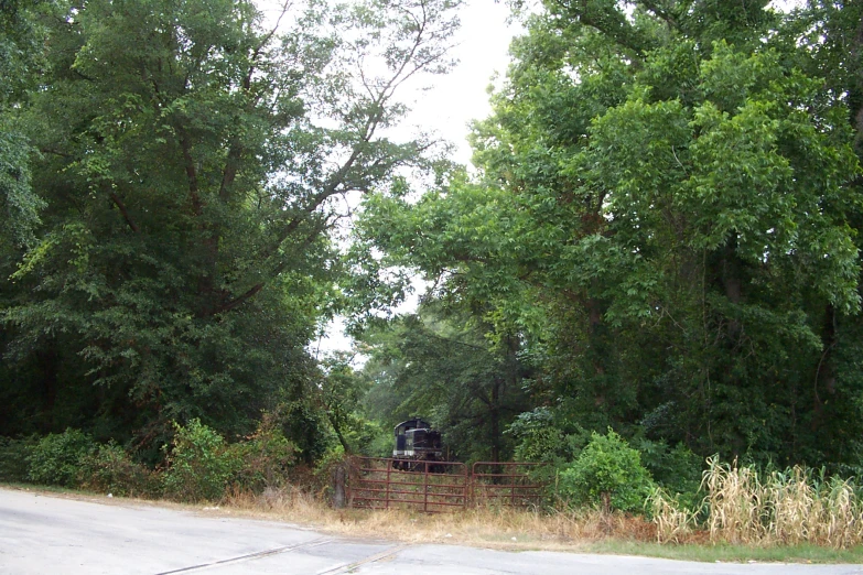 a couple of trees that are next to a road