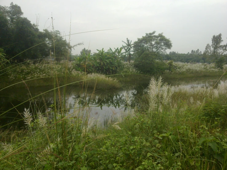 a small pond surrounded by lush green vegetation