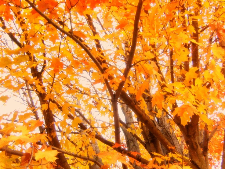 a fall tree is displaying its changing leaves