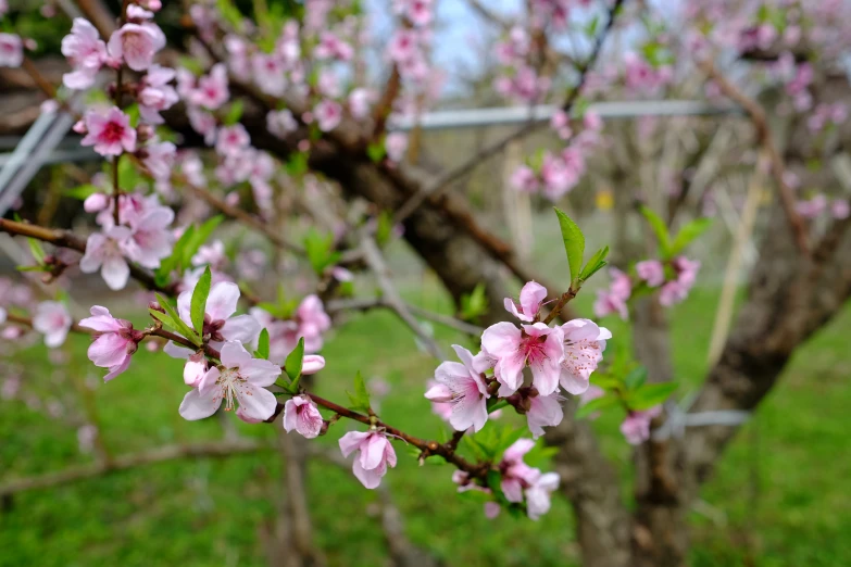 a nch with pink flowers that are in the grass