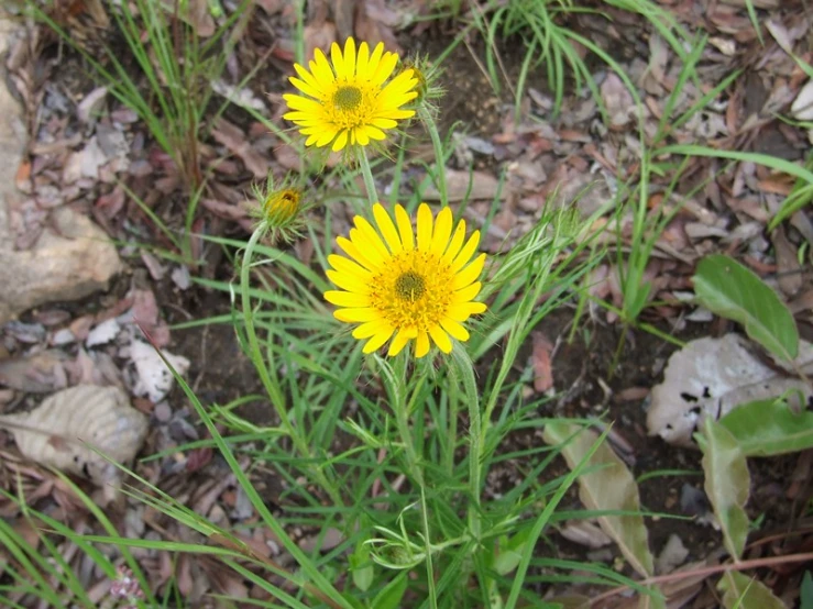 some very pretty flowers in the grass by the woods