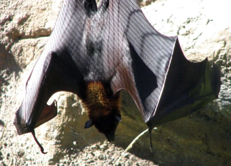 a black bat with a yellow chest standing in front of some rocks