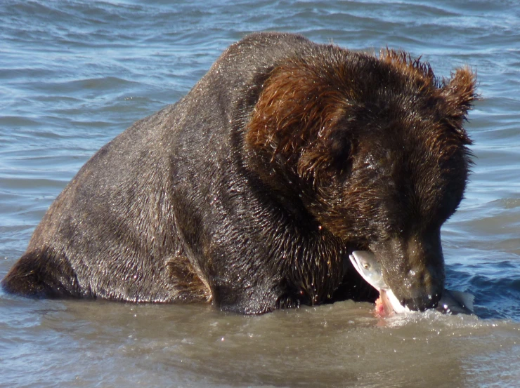 there is a bear that is in the water