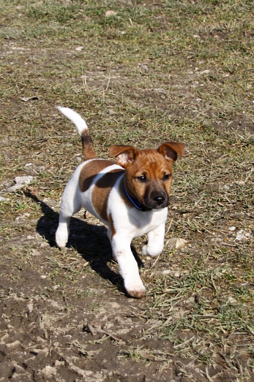 a brown and white dog is running through the grass