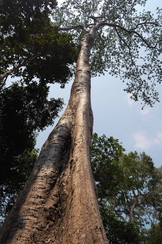 the tree's limbs stand tall and lean towards the sky