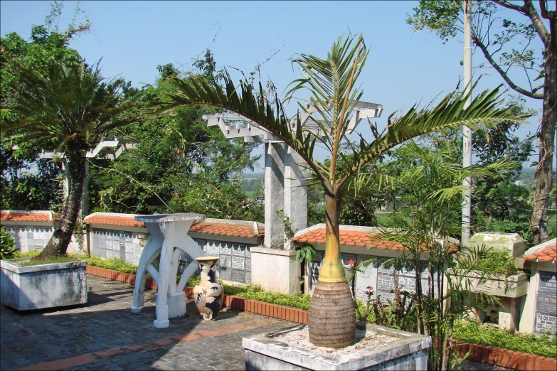 a palm tree is sitting in the middle of a building courtyard