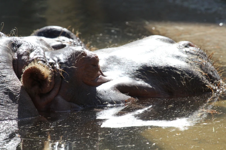 an elephant taking a nap in a watering hole