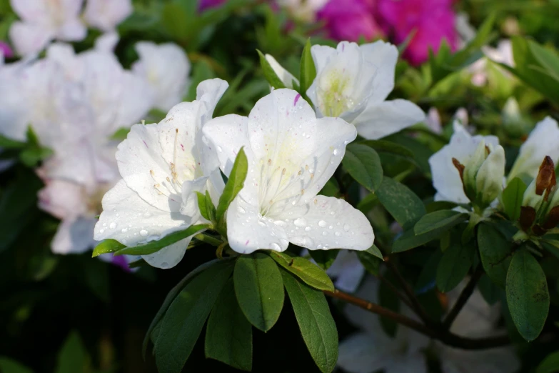 white flowers have bright green leaves in a garden