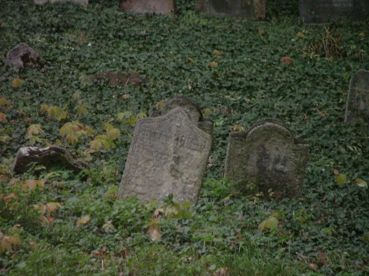 there are two headstones, next to green bushes and plants
