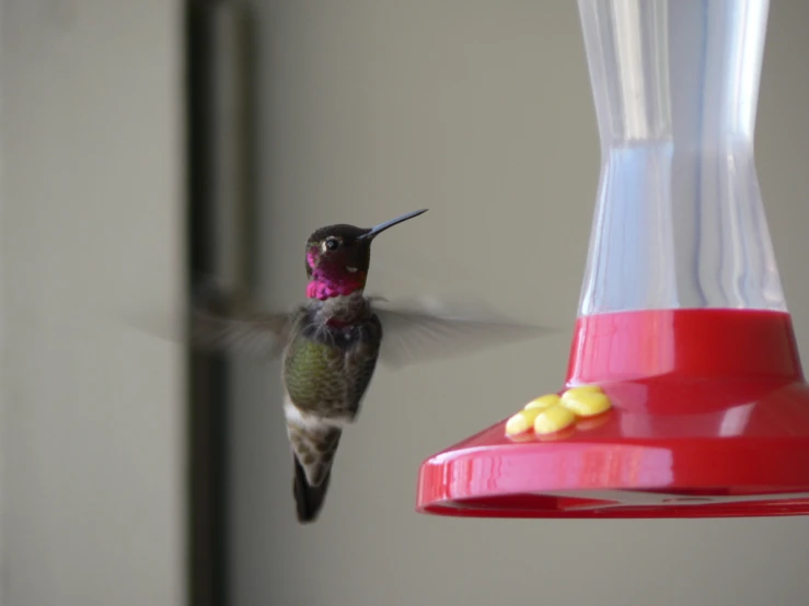 a hummingbird flying near a red bird feeder
