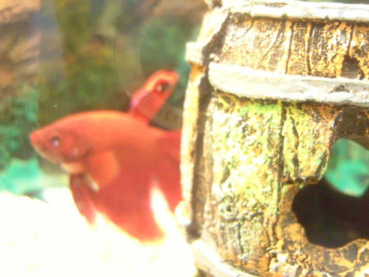 a fish swims in its cage to look for food