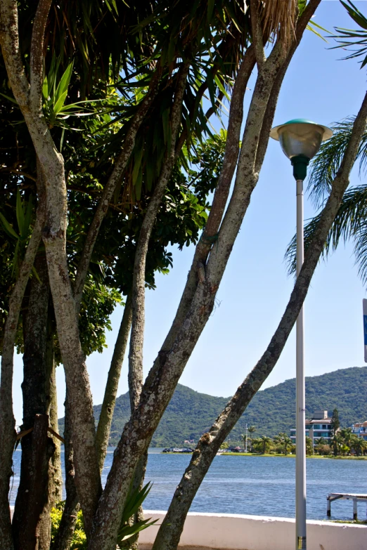 a streetlight is hanging in front of some water and some palm trees