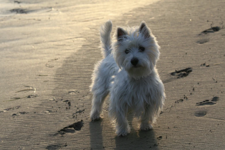 small dog standing on beach with footprints in the sand
