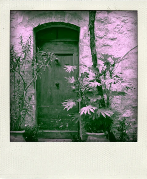 an image of a vintage door with plants in front