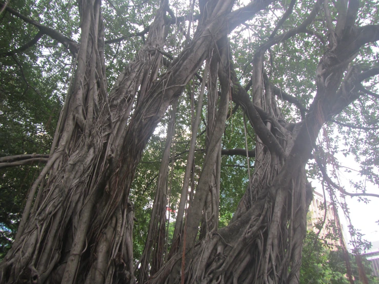 a large tree has twisted nches around it