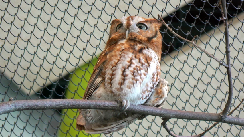 an owl sitting on a nch in a fenced area