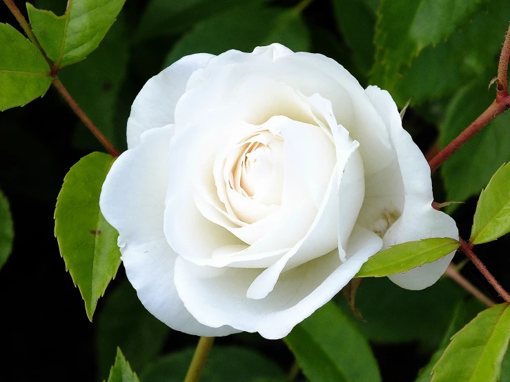 a white rose is blooming on a green leafy nch