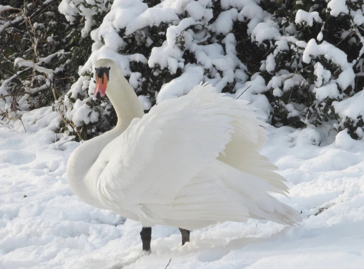 a large white goose is walking through the snow