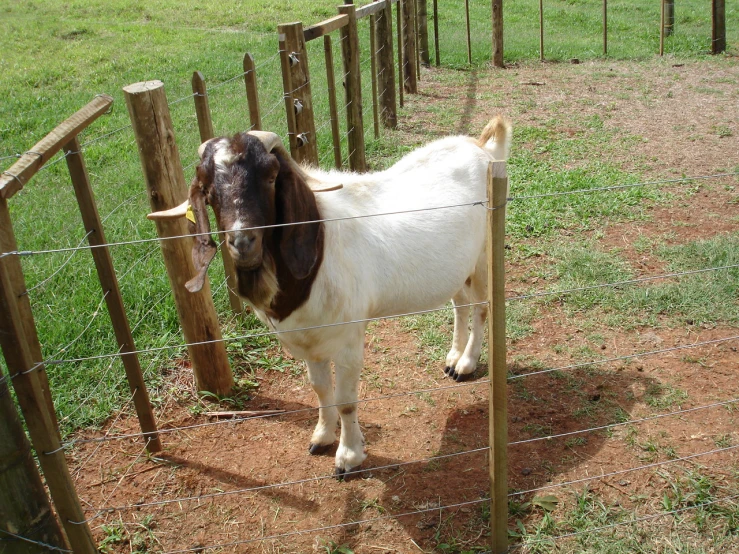 a goat with horns in a wooden fence