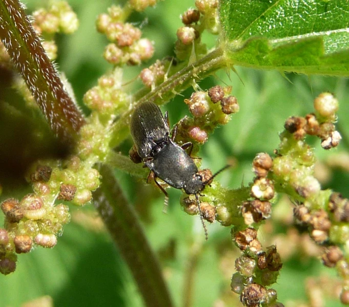 a bug crawling on some white flowers