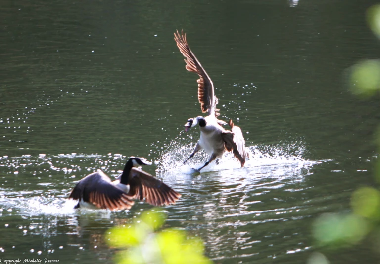 three birds are flapping their wings to get a drink