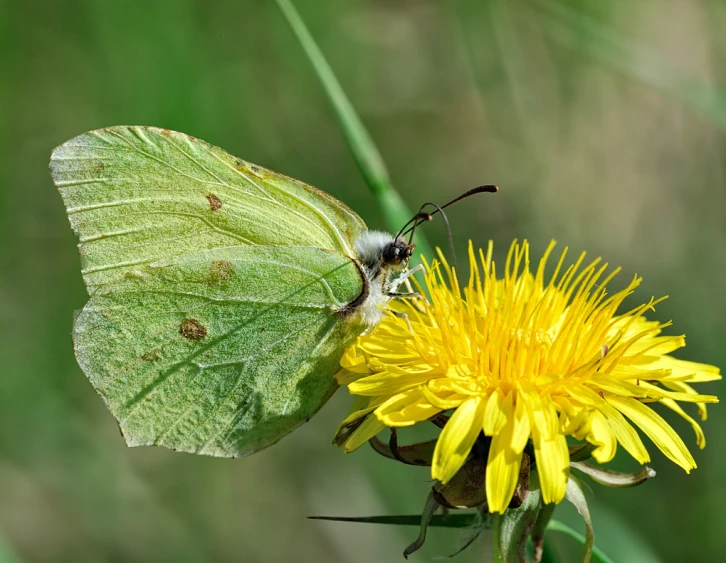 a green erfly on top of a yellow flower