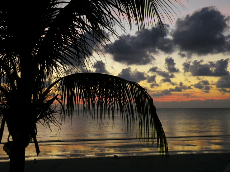 a palm tree that is standing on a beach